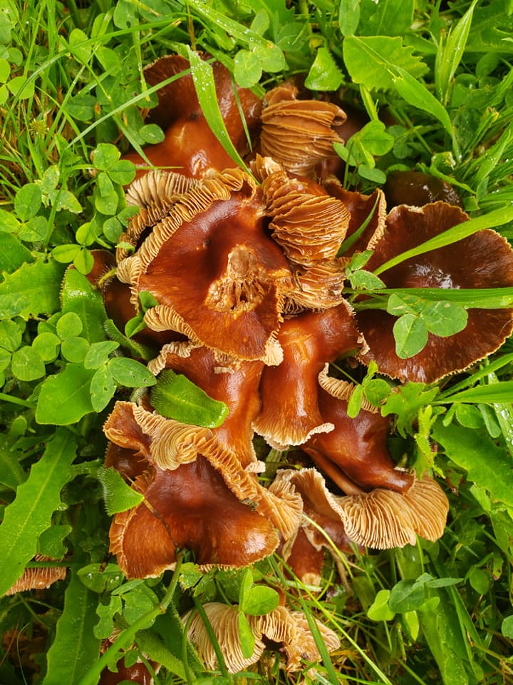 Are Mushrooms Toxic to Dogs? Keep the Tail Wagging