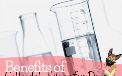 Learn the Benefits of Colloidal Silver for Dogs
