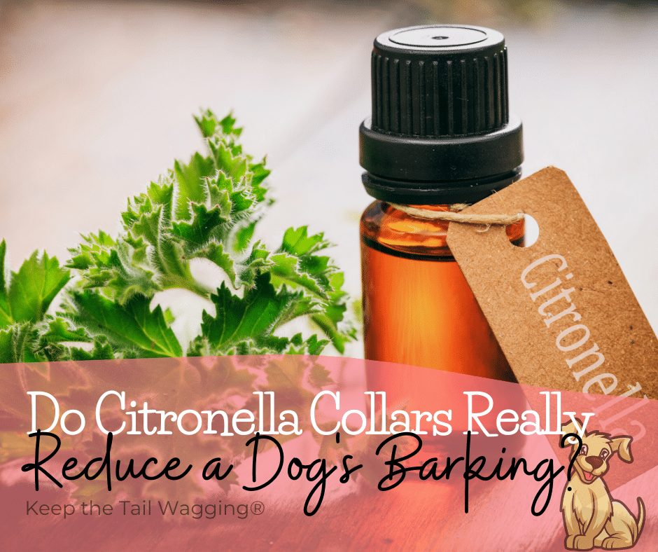 Do Citronella Collars Really Reduce a Dog's Barking? Keep the Tail