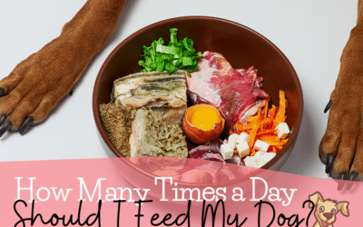 How Many Times a Day Should I Feed My Raw Fed Dog?
