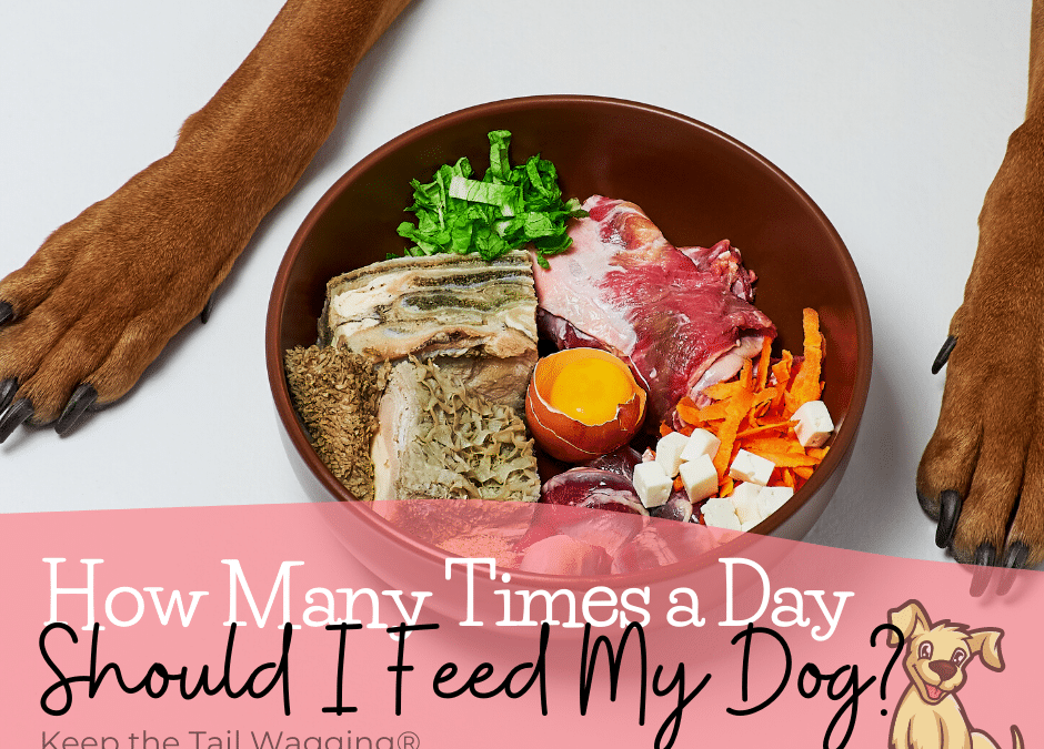 How Many Times a Day Should I Feed My Raw Fed Dog?