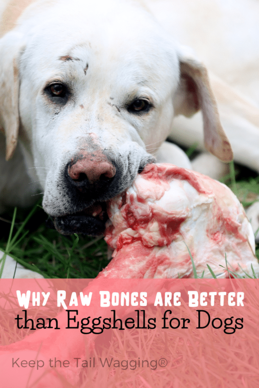 feeding dogs raw bones