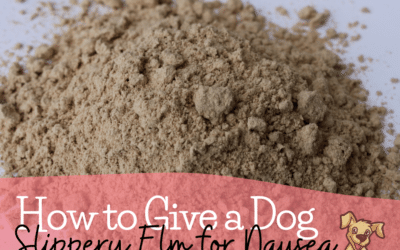 How to Give a Dog Slippery Elm for Nausea