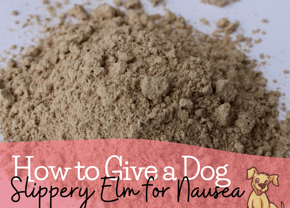 How to Give a Dog Slippery Elm for Nausea