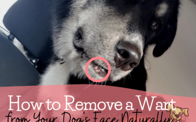 How to Remove a Wart from Your Dog's Face Naturally