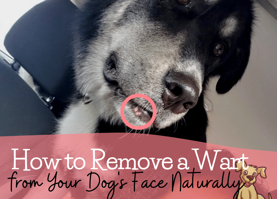 How to Remove a Wart from Your Dog’s Face Naturally