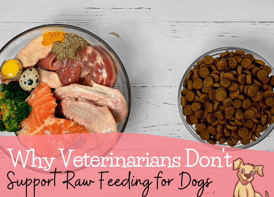 Reasons Why Veterinarians Don’t Support Raw Feeding for Dogs