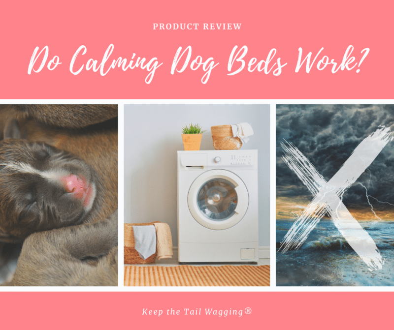 Do Calming Dog Beds Work for Anxious Dogs?