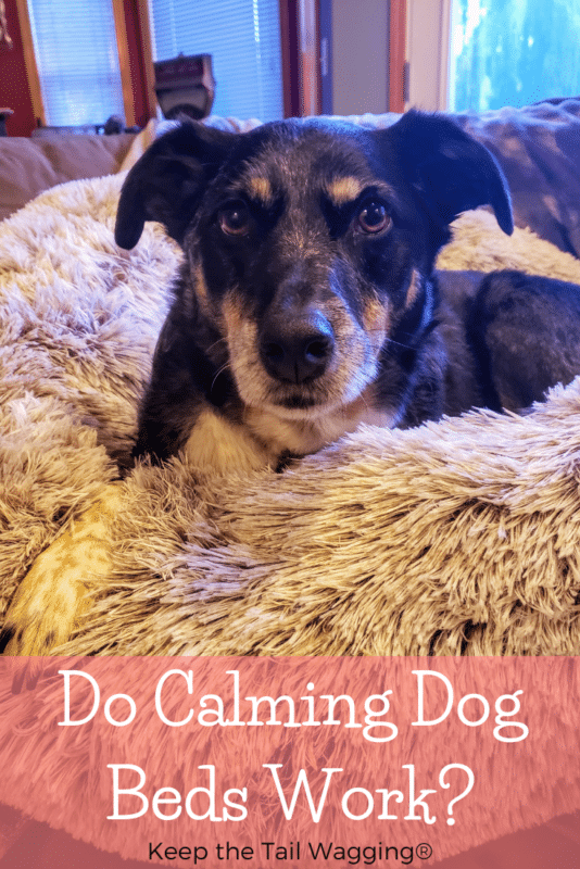 Do Calming Dog Beds Work for Anxious Dogs?