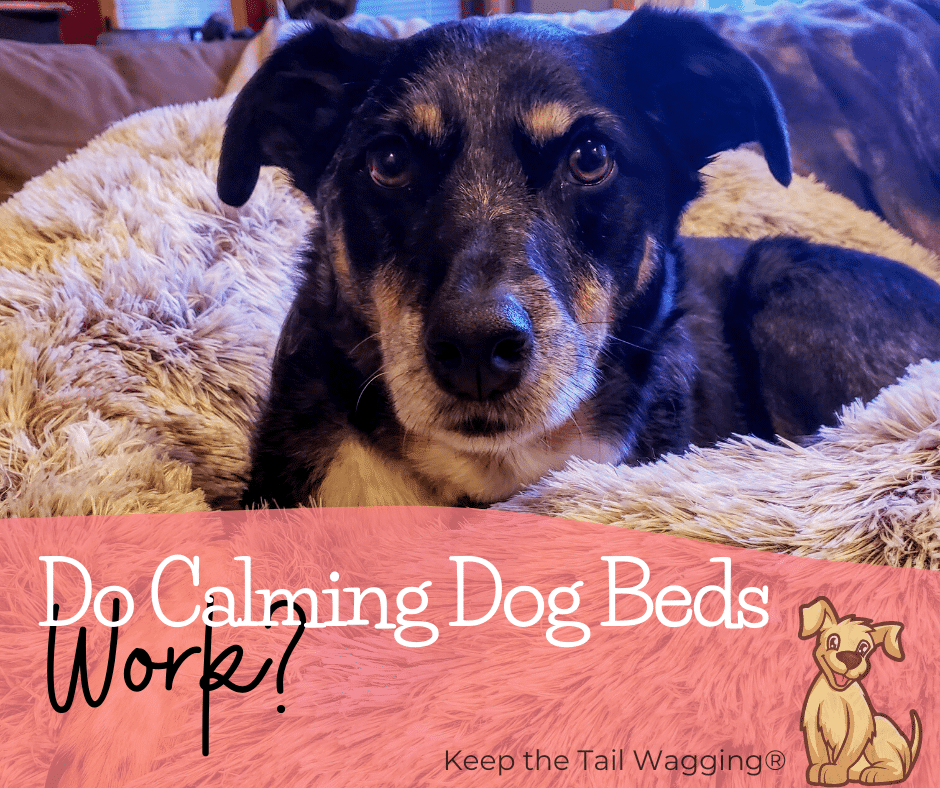 Do Calming Dog Beds Work for Anxious Dogs?