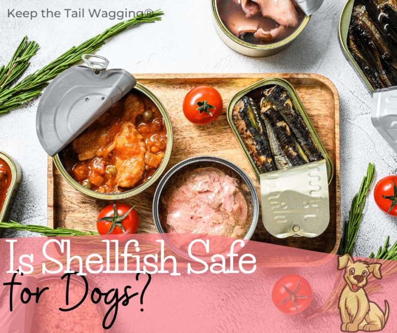 Sardines, Mussels & Oysters, Which is Best for Raw Fed Dogs?