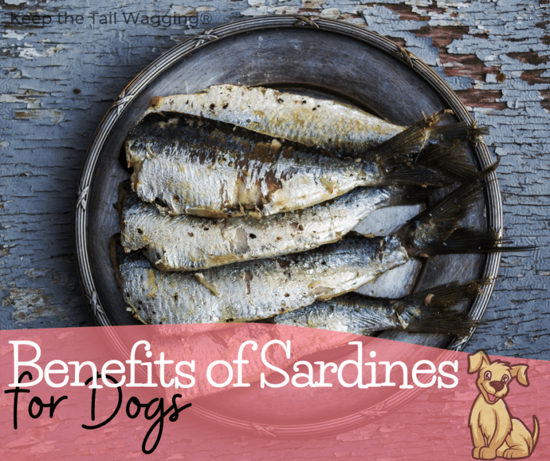 Sardines Mussels Oysters Which Is Best For Raw Fed Dogs