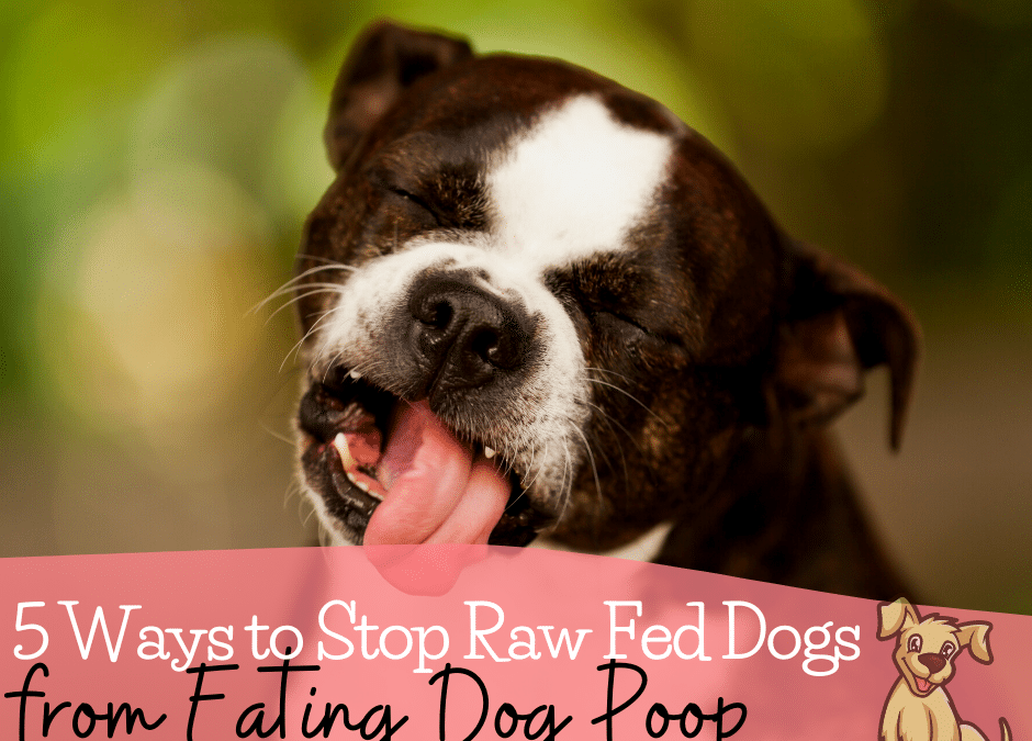 5 Ways to Stop Raw Fed Dogs from Eating Poop