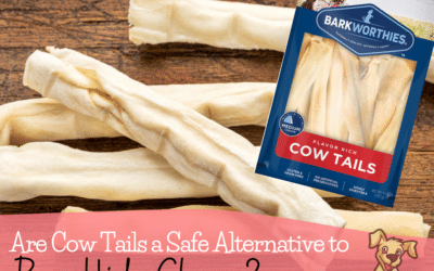 Are Cow Tails a Safe Alternative to Raw Hide Chews for Dogs?