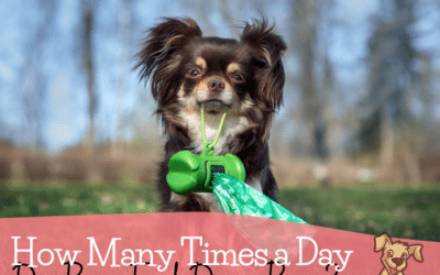 How Many Times a Day Do Raw Fed Dogs Poop?