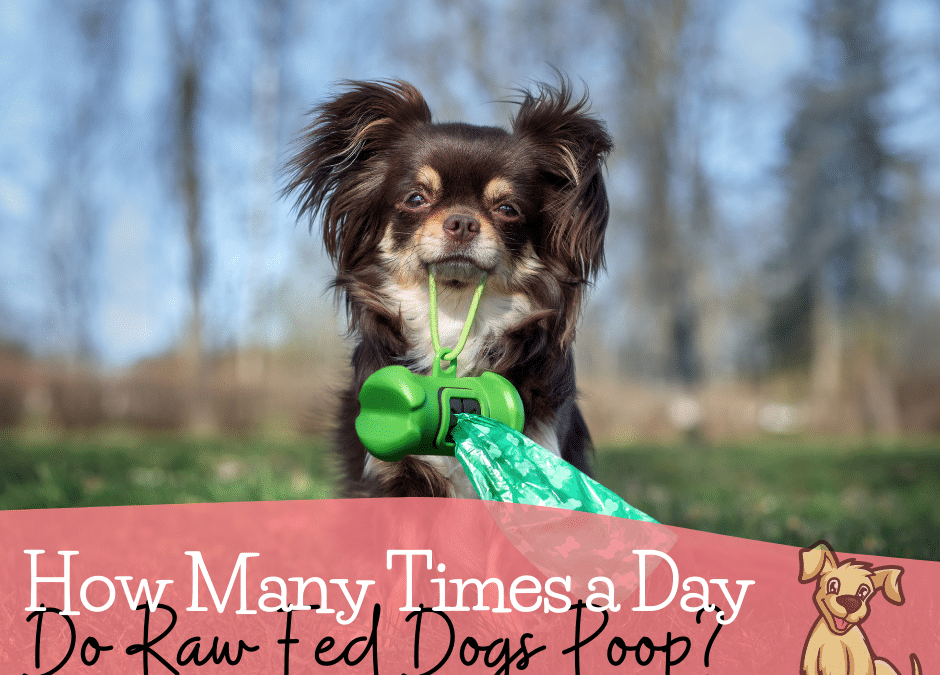 How Many Times a Day Do Raw Fed Dogs Poop?