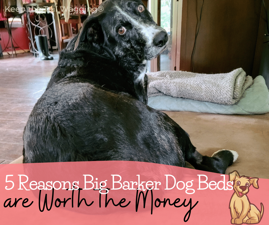 5 Reasons Why Big Barker Dog Beds Are Worth the Money