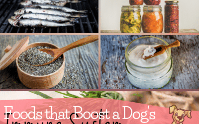 Whole Foods that Boost a Dog's Immune System