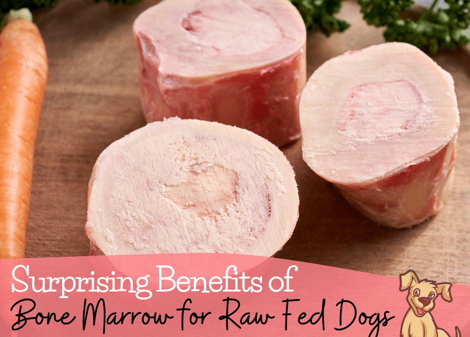 Surprising Benefits of Bone Marrow for Raw Fed Dogs