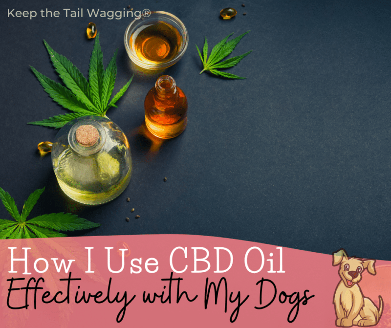 How I Use CBD Oil Effectively with Each of My Dogs