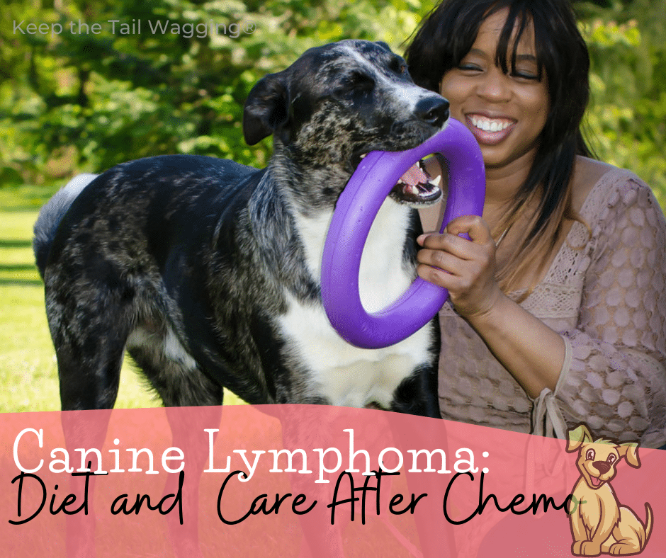 Canine Lymphoma Steps to Keep My Dog Cancer Free