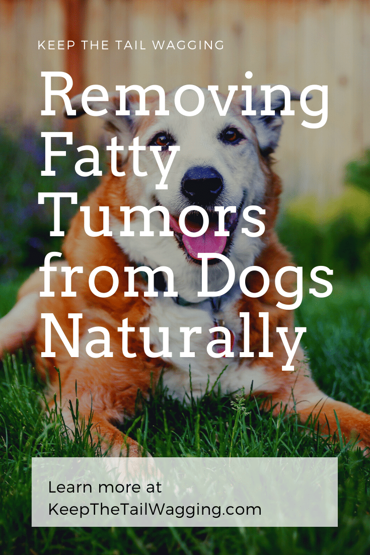 RemovingFattyTumorsfromDogsNaturallyPinterest Keep the Tail Wagging