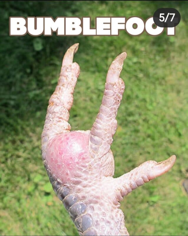 Chicken (and Duck) Feet Is it a Callous or Bumblefoot?