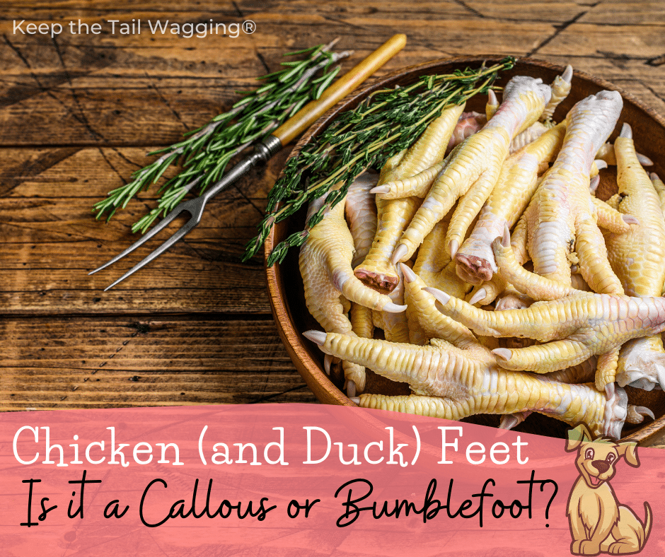 Are Chicken Feet Bad For Dogs