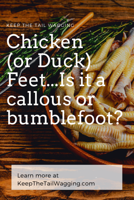 Chicken (and Duck) Feet Is it a Callous or Bumblefoot?