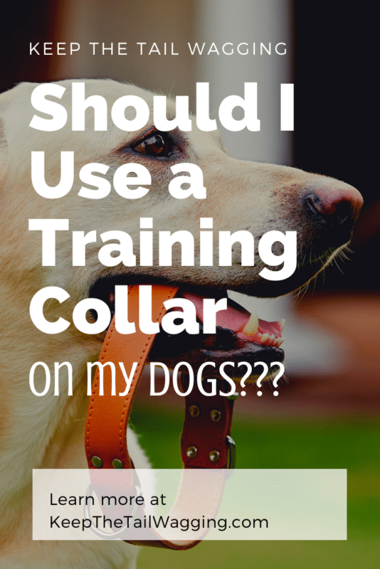 Should I Use a Training Collar on My Dogs?