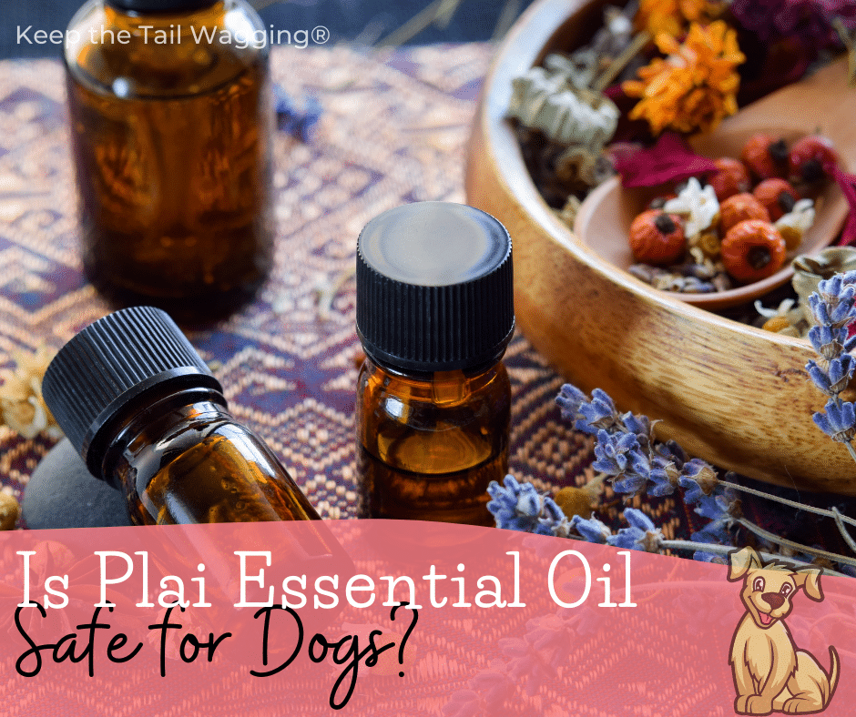 Is Plai Essential Oil Safe for Dogs?