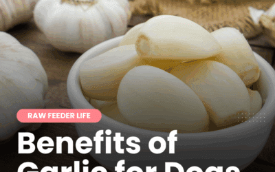 Garlic for Dogs: A Natural Flea Repellent That Works