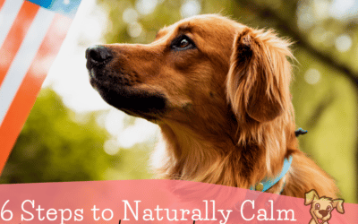 How to Calm Dogs Naturally on the Fourth of July
