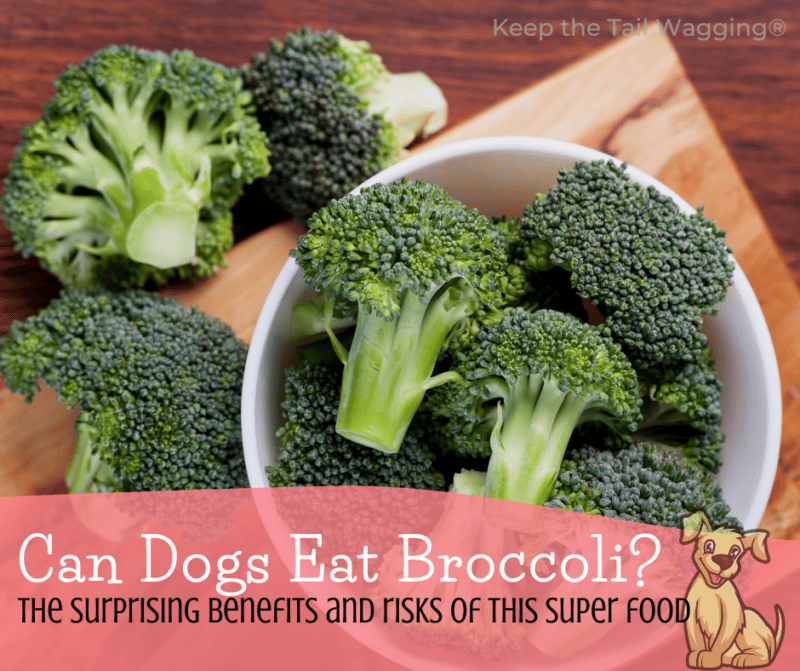 Can Dogs Eat Broccoli or Broccoli Sprouts? Keep the Tail Wagging Raw Feeder Life