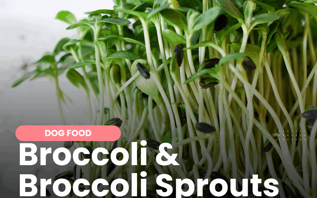What You Need to Know About Feeding Broccoli Sprouts to Dogs