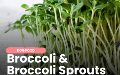 What You Need to Know About Feeding Broccoli Sprouts to Dogs