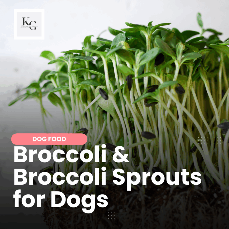 Broccoli & broccoli sprouts boost detox, immunity, and gut health in dogs. Learn benefits, prep tips, safe feeding, and how to grow your own.