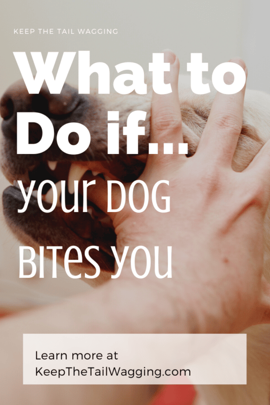 What To Do When Your Dog Bites You