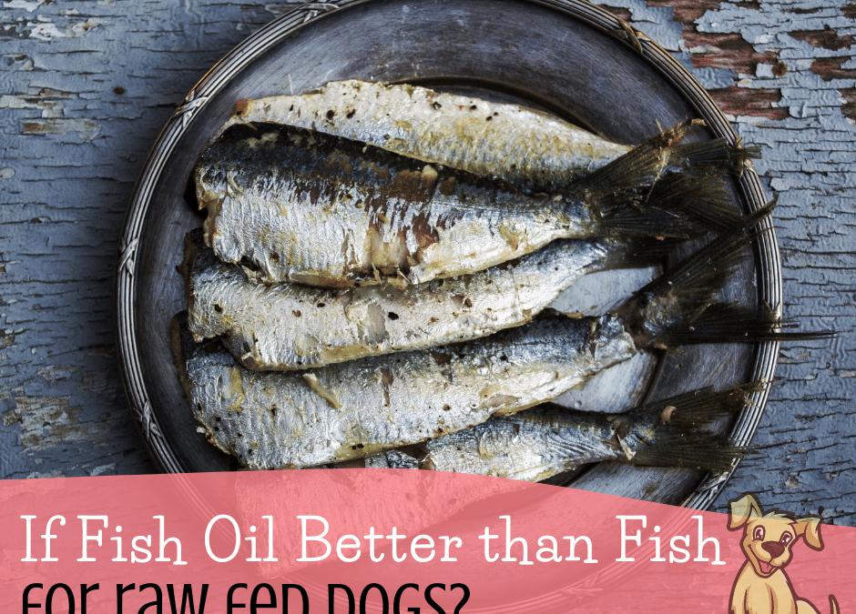 Is Fish Oil Better than Fish for Raw Fed Dogs?