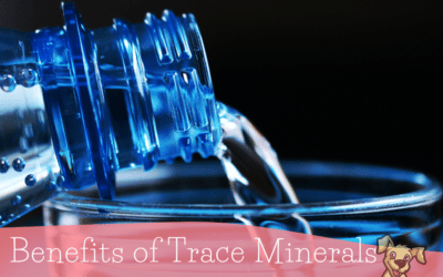 Benefits of Trace Minerals for Raw Fed Dogs