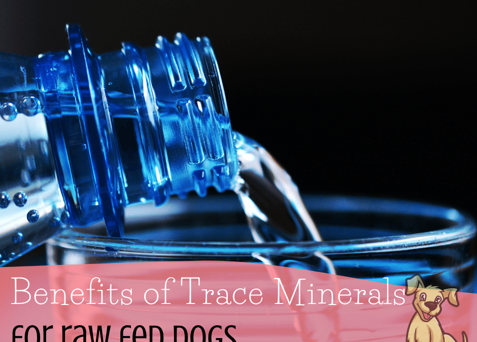 Benefits of Trace Minerals for Raw Fed Dogs