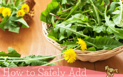 How to Safely Add Dandelions to a Dog's Diet