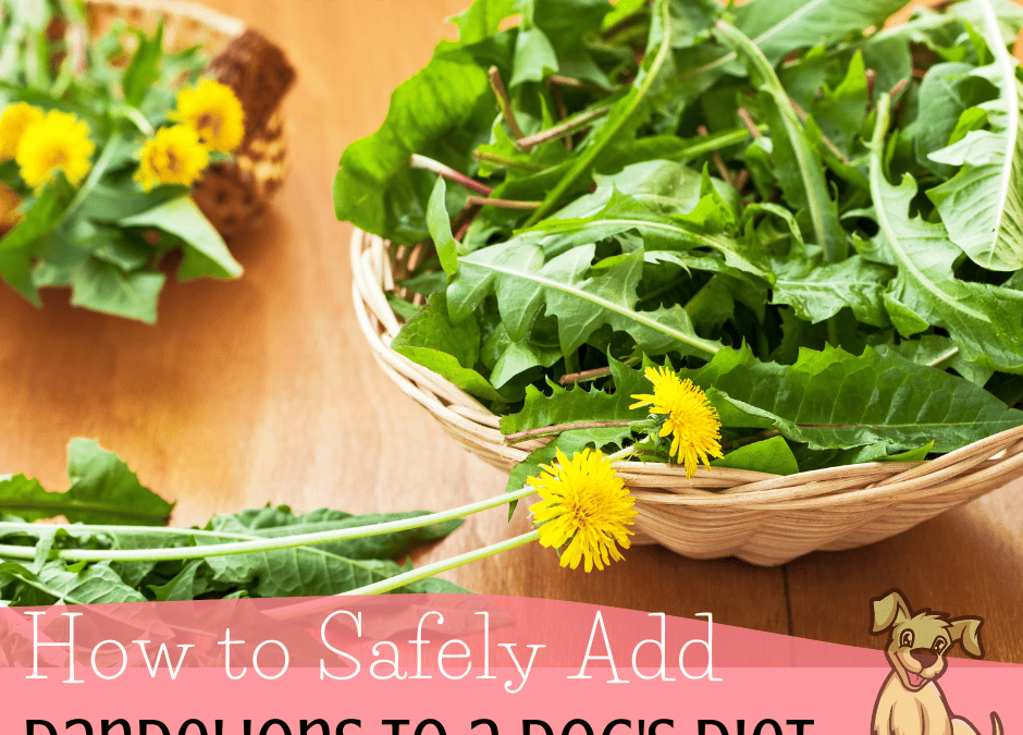 How to Safely Add Dandelions to a Dog’s Diet