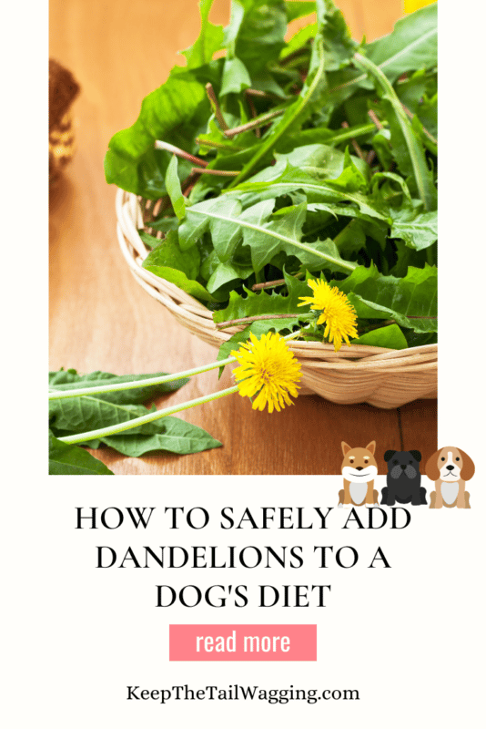 Dandelion greens have so many health benefits for humans and dogs and, if you don't use lawn chemicals, dandelions are free, organic, and right in our backyards.