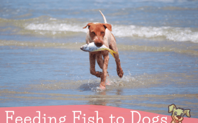 What Dog Owners Should Know About Feeding Fish and B1 Deficiencies