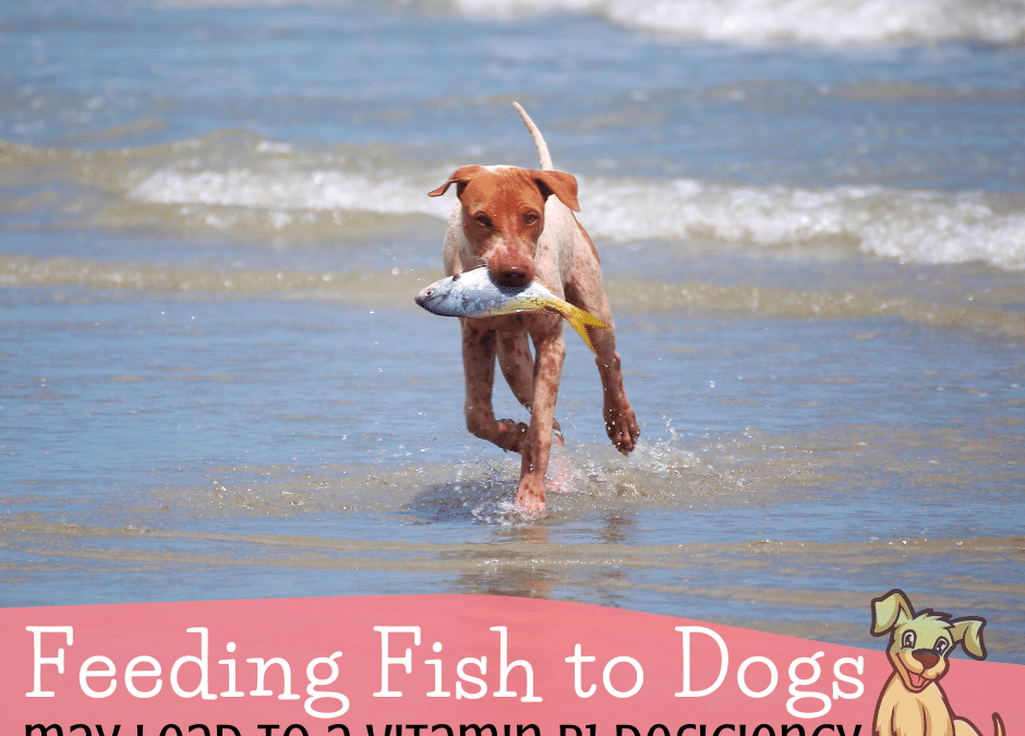 What Dog Owners Should Know About Feeding Fish and B1 Deficiencies