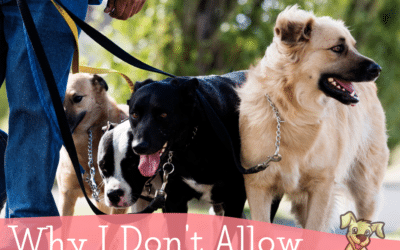 How Preventing Strangers from Petting My Dogs Improved Our Walks