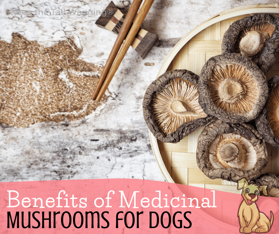 Benefits of Medicinal Mushrooms for Dogs Keep the Tail Wagging Raw