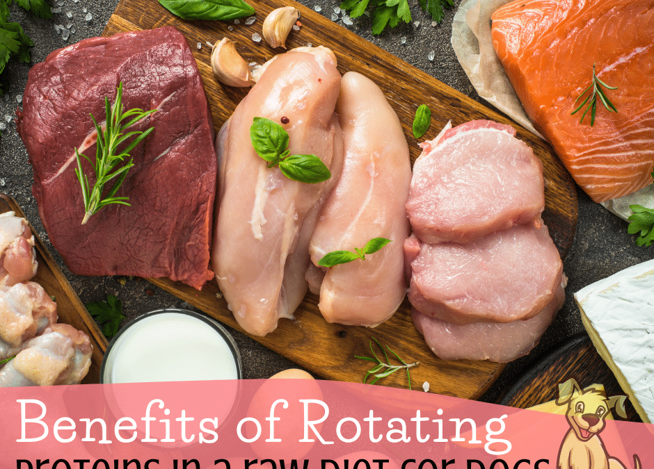 Benefits of Rotating Proteins in a Raw Diet for Dogs