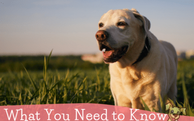 What Raw Feeders Need to Know About Senior Dogs